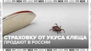 Страховку от укуса клеща продают в России: сколько она стоит? — Москва 24