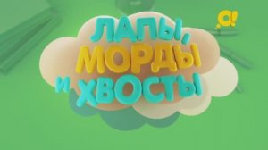 Факты о животных | Лапы, морды и хвосты| Морская свинка