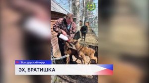 Двух лосят спасли у поселка Решетиха Володарского района Нижегородской области
