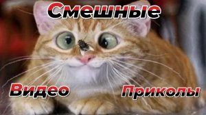 СБОРНИК:!17 минут ржаки с котами и собаками