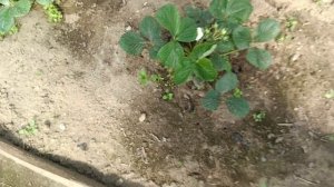 05.05.2026 начала высаживать томаты в теплицу, что положила в лунку.