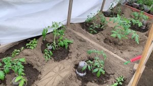 Начинаю высаживать томаты🍅 в теплицу💃