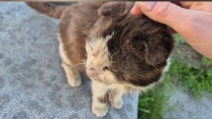 Алиса Неземная. МОЙ НОВЫЙ ПОДОПЕЧНЫЙ🤗КАКОЙ-ТО НЕЛЮДЬ НАИГРАЛСЯ ПОРОДИСТЫМ КОТОМ,И ВЫБРОСИЛ БОЛЬНОГО