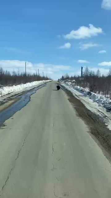 Медведь в Айхале.(если что снимал не я мне скинул друг а я уже выложил) смотреть онлайн