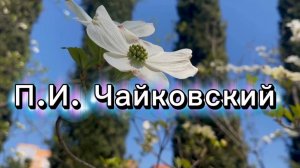 П.И. Чайковский, вальс цветов,  классическая музыка