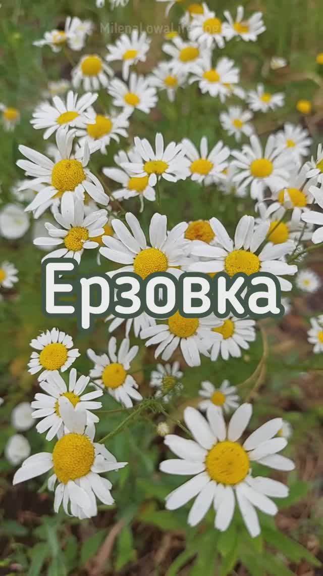 Летние лечебные травы 🌿 Ерзовка. Самарская область 🧭
