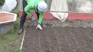 6 соток в конце апреля 2026 г. Посеяла морковь и лук севок на одну гряду. Будет красиво)