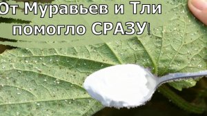 ЗА 1 РАЗ ИЗБАВИЛАСЬ ОТ МУРАВЬЕВ и ТЛИ НАВСЕГДА! Я В ШОКЕ, ЭТОТ СПОСОБ РАБОТАЕТ
