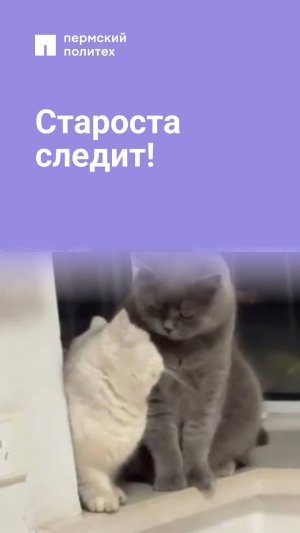 Староста следит