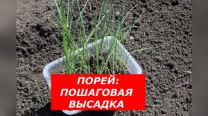 Лук-порей: высадка в открытый грунт от А до Я. Секретный метод «Траншеи»! 🧅🌱
