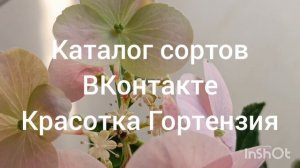 Френч Болеро ампельная гортензия 🌿🌺😍