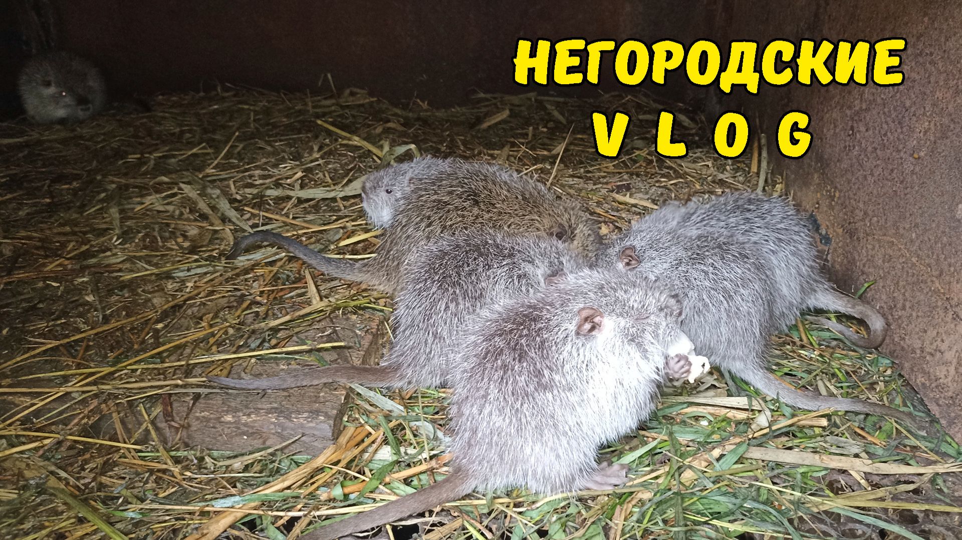 Переживаем за нутрят. Малыши они и есть малыши. 04.05.26