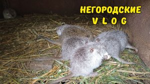 Переживаем за нутрят. Малыши они и есть малыши. 04.05.26