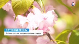 В Севастополе цветут сирень и сакура