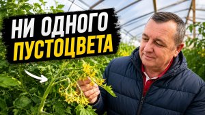 В 3 раза больше завязей! Как я усилил цветение помидоров за 4 дня