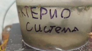 экосистема
