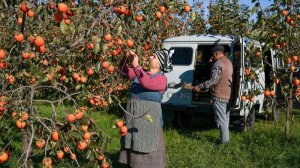 От сбора урожая хурмы до домашнего пирога. Сладкая деревенская традиция