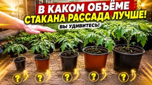 Какой стакан нужен рассаде? - Вы удивитесь, посмотрев это видео! (очень наглядно)