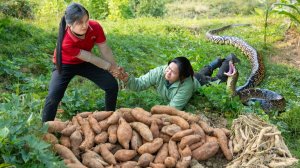 Сбор урожая батата, путь на рынок, продажа — Elli Life.