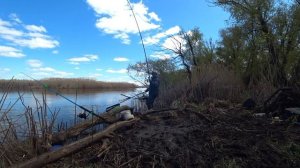 трофейный сазан на удочку весной 🎣🐋📽️💥 #весна #сазан #топ #поплавок #рыбалка #удочка #природа