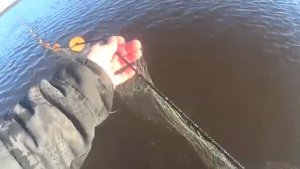 СПОЙМАЛ НА БЕЛОМ МОРЕ ЧЕТЫРЕ ВИДА РЫБЫ!!! ПРОВЕРЯЮ КОРЮШКОВУЮ СЕТКУ!