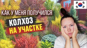КАК ВЫЖИВАЕТ РУССКОЯЗЫЧНАЯ ЖЕНА В ЮЖНОЙ КОРЕЕ: Мой участок в корейских горах и первые ошибки