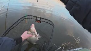 Забросил поплавок под камыш, а там карась, лещ, плотва, густера. Рыбалка на махо