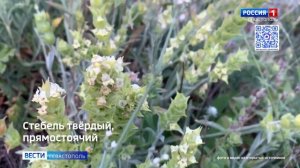«Вести Севастополь» УТРО 6 мая 2026 года