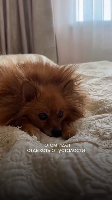 Если у вас бывает необходимость занять собаку — попробуйте эту фишку