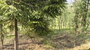 Моя Жизнь в Деревне,Плюшка уже купается, Сходила в 🌲Лес с Соседями, Набрала Грибов 🍄