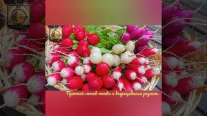 Простой способ посева и выращивания редиски.