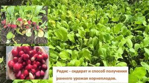 Редис - сидерат и способ получения раннего урожая корнеплодов.