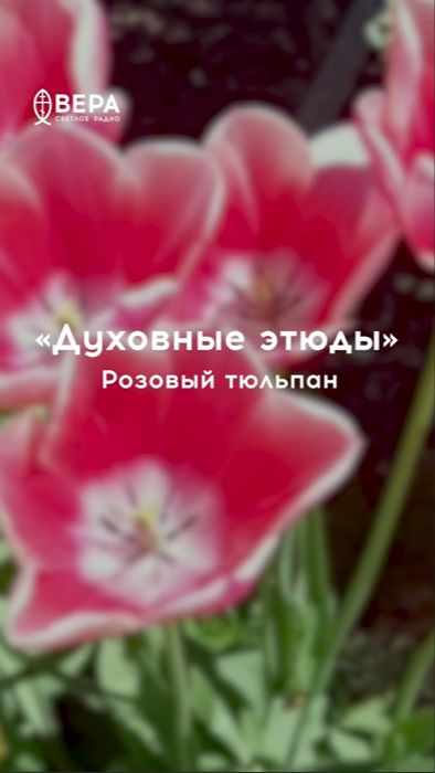 Розовый тюльпан — творение Отца Небесного