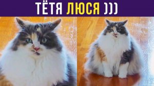 ЗЛЮСЯ, СМЕЮСЯ, ЛЕНЮСЯ, ТЁТЯ ЛЮСЯ)) Приколы с котами