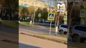 Момент наезда «Нивы» на лося в Елабуге