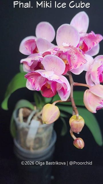 Phal. Miki Ice Cube