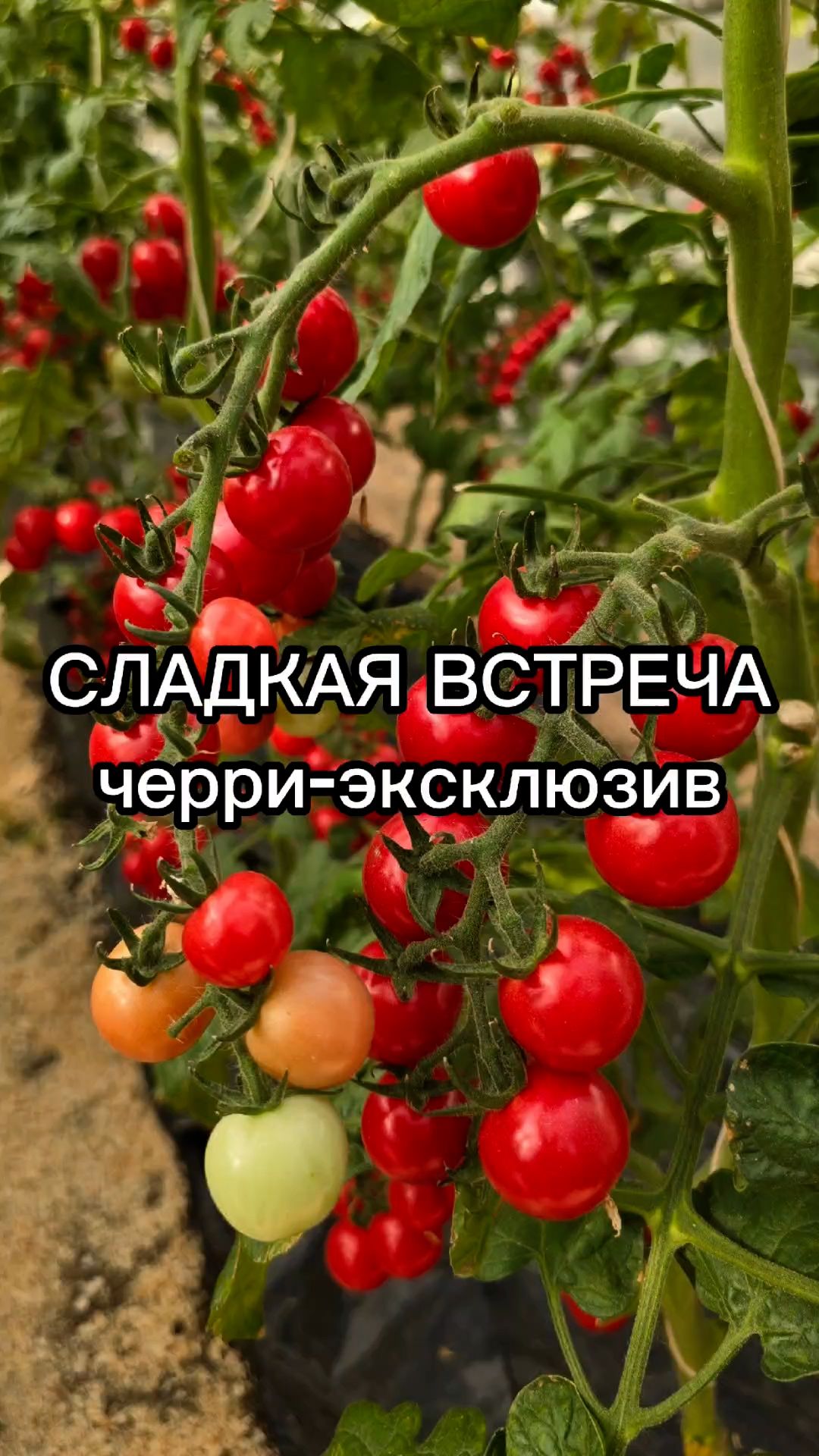 ЭКСКЛЮЗИВНЫЙ томат черри!