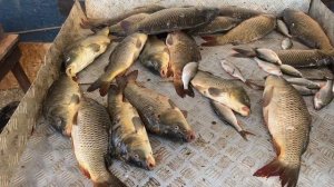улов карпа на большом водоёме