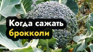Когда посадить брокколи в грунт - простые советы по посадки брокколи на грядки