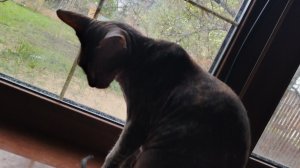 один час с кошками на улице