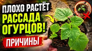 Рассада огурцов плохо растёт и не красивая? Причина (наглядно)