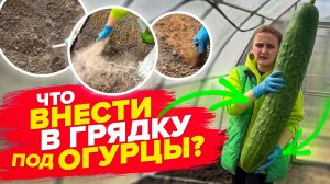 ПОДГОТОВКА ГРЯДОК ПОД ОГУРЦЫ В ТЕПЛИЦЕ