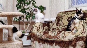 Два котёнка, Том и Винни.