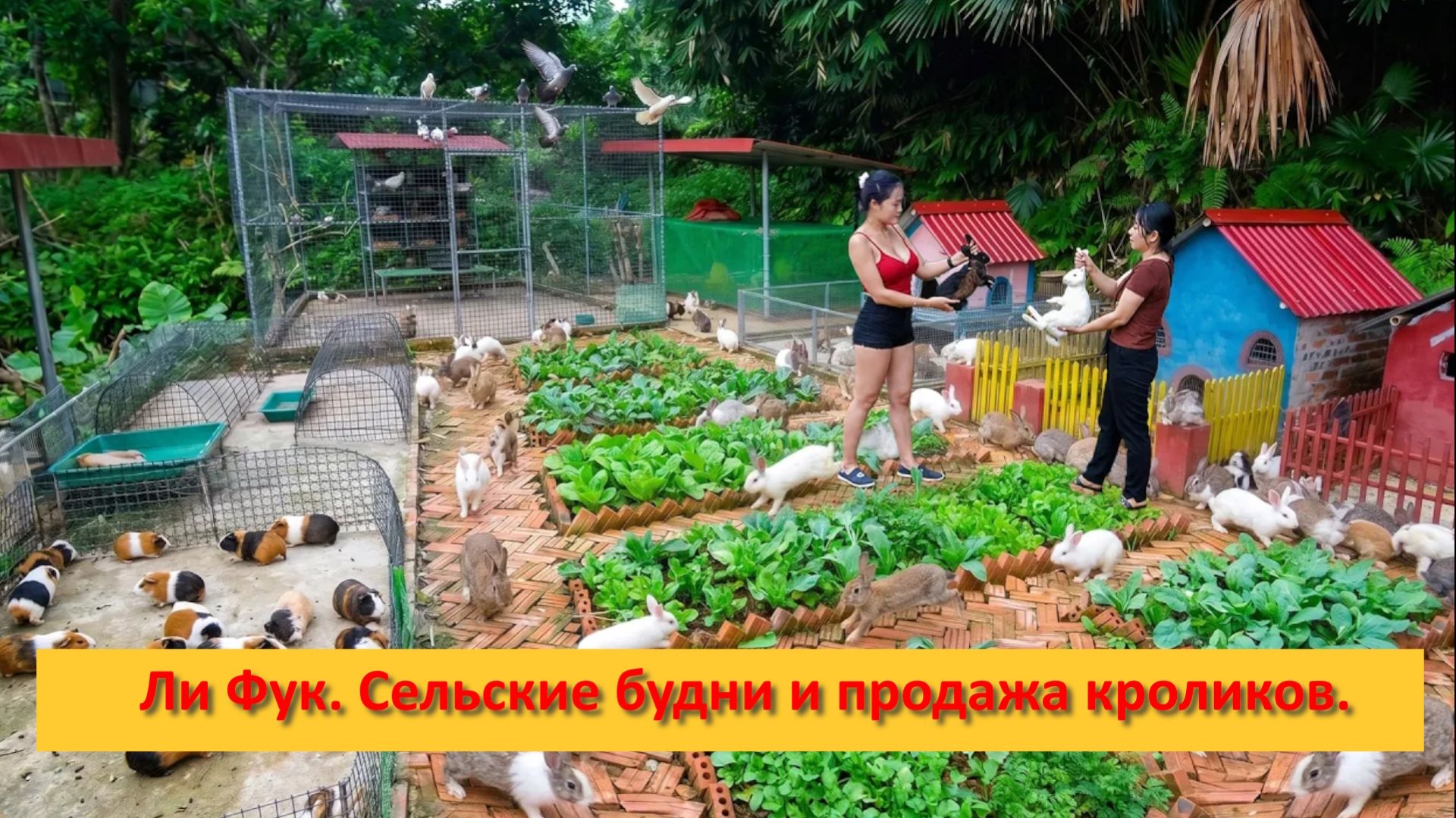 Ли Фук. Сельские будни и продажа кроликов,