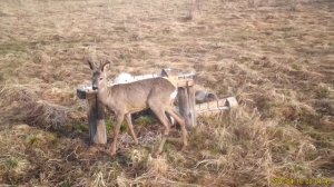 Косули на солонце