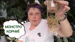 МОНСТЕРЫ И ТЕКУЩИЕ ДЕЛА. 06-05-2026