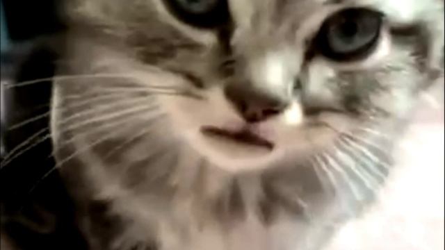 Заставка для видео Серый кот № 557