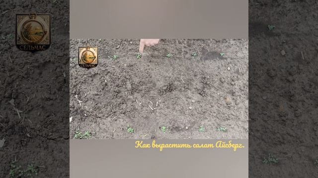 Как вырастить салат Айсберг.