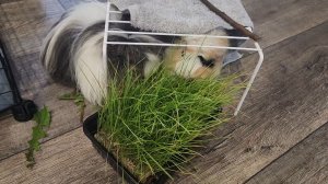 Морские свинки Улли и Пулли остались без огурца 🥒🐗