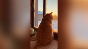 Генератор мелодий Suno на TurboText